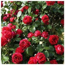 Роза парковая Рубан Руж (Ruban Rouge)