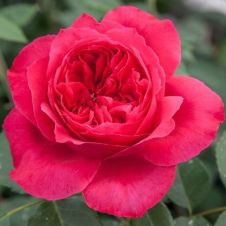 Роза парковая Рубан Руж (Ruban Rouge)