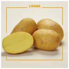Картофель семенной Лисана (элита) 2,5 кг