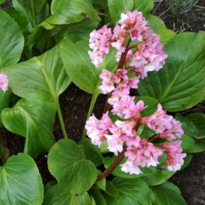 Бадан гибридный Бэби Долл 1 шт