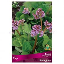 Бадан гибридный Бэби Долл 1 шт