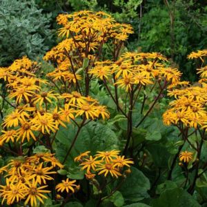 Бузульник зубчатый Отелло 1 шт