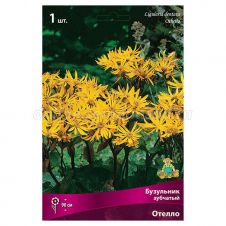 Бузульник зубчатый Отелло 1 шт