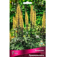 Бузульник Пржевальского 1 шт Поиск