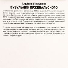 Бузульник Пржевальского 1 шт Поиск
