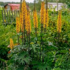 Бузульник Пржевальского 1 шт Поиск