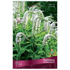 Вербейник ландышевый 1 шт