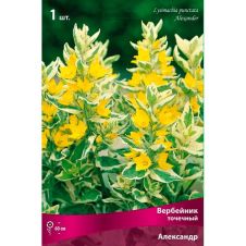 Вербейник точечный Александр 1 шт Поиск