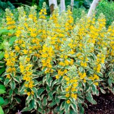 Вербейник точечный Александр 1 шт Поиск