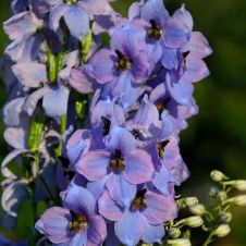 Дельфиниум высокий Моргентау 1 шт Поиск