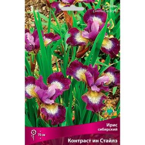 Ирис сибирский Контраст ин стайлз 1 шт Поиск