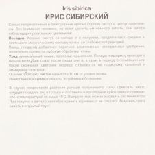 Ирис сибирский Контраст ин стайлз 1 шт Поиск