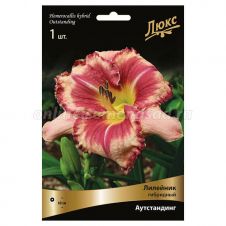 Лилейник гибридный Аутстандинг 1 шт