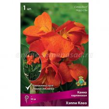 Канна карликовая Хеппи Клео 1 шт