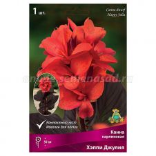 Канна карликовая Хэппи Джулия 1 шт