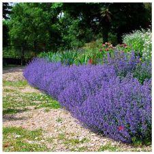 Котовник Фассена (Nepeta faassenii) P9