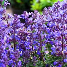 Котовник Фассена (Nepeta faassenii) P9