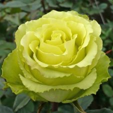 Роза чайно-гибридная Лимбо (Limbo) С5