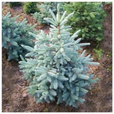 Ель колючая Kaibab (Кейбаб) C2 25-35 см