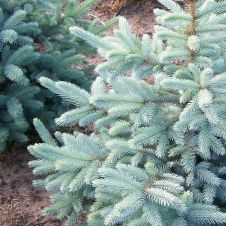 Ель колючая Kaibab (Кейбаб) C2 25-35 см
