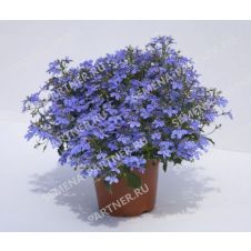 Лобелия каскадная РИВЬЕРА МАРИНЕ БЛЮ 10 шт