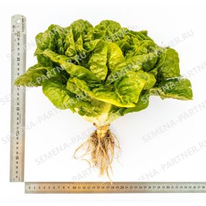 Салат кочанный БЕРНАР 0,5 г