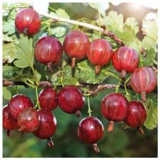 Саженец Крыжовник Колобок (30-50 см, 2 л)