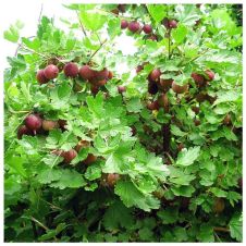 Саженец Крыжовник Колобок (30-50 см, 2 л)