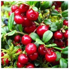 Брусника садовая Коралл С3