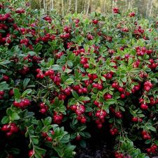 Брусника садовая Коралл С3