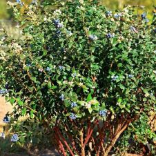 Голубика высокорослая Блюкроп (Bluecrop) С10