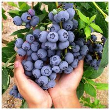 Саженец Голубика высокорослая Дюк (Duke), цветная коробка