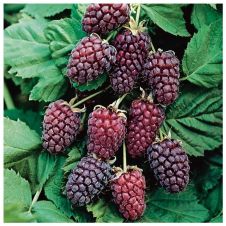 Саженец Ежемалина Логанберри