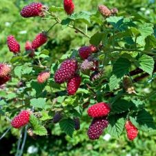 Саженец Ежемалина Логанберри