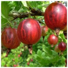 Саженец Крыжовник Колобок, цветная коробка