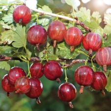 Саженец Крыжовник Колобок, цветная коробка