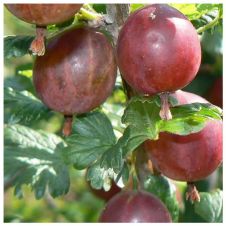 Саженец Крыжовник Садко, цветная коробка