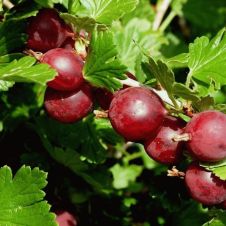 Саженец Крыжовник Садко, цветная коробка