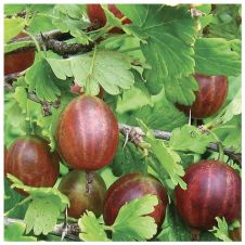 Саженец Крыжовник Щедрый, цветная коробка