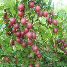 Саженец Крыжовник Щедрый, цветная коробка