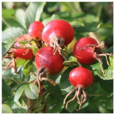 Саженец Шиповник Юбилейный, цветная коробка