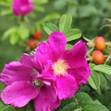 Саженец Шиповник Юбилейный, цветная коробка