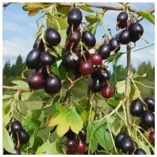 Саженец Смородина золотистая Валентина, цветная коробка