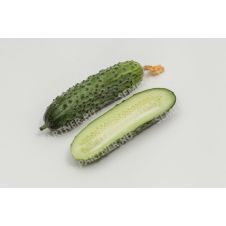 Огурец ШОША F1 Партнер