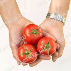 Томат ЛИРИКА F1 0,1 г Партнер