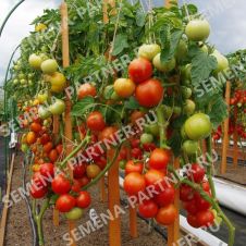 Томат ЛИРИКА F1 0,1 г Партнер