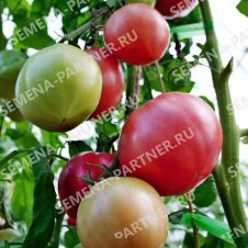 Томат МАЛИНОВАЯ ИДЕЯ F1 10 шт Партнер
