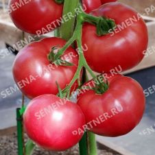Томат МАЛИНОВАЯ ИДЕЯ F1 10 шт Партнер