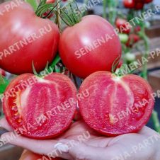 Томат МАЛИНОВАЯ ИДЕЯ F1 10 шт Партнер