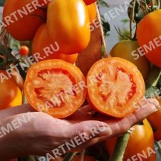Томат ФАРАДЕНЗА F1 10 шт Партнер
